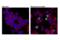 Poly(ADP-Ribose) Polymerase 1 antibody, 94885S, Cell Signaling Technology, Immunocytochemistry image 