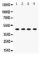 Gap Junction Protein Gamma 2 antibody, PB9706, Boster Biological Technology, Western Blot image 