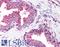 Calreticulin antibody, LS-B274, Lifespan Biosciences, Immunohistochemistry frozen image 