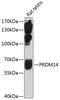 PR domain zinc finger protein 14 antibody, GTX54571, GeneTex, Western Blot image 