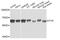 FYN Proto-Oncogene, Src Family Tyrosine Kinase antibody, STJ110903, St John