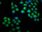 Chondrolectin antibody, CSB-PA005370LA01HU, Cusabio, Immunofluorescence image 