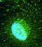 IQ Motif Containing B1 antibody, FNab05818, FineTest, Immunofluorescence image 
