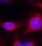 MEK1, MEK2 antibody, orb14594, Biorbyt, Immunofluorescence image 