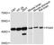 Pepsin A antibody, A12951, ABclonal Technology, Western Blot image 
