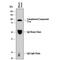 Complement C1r-A subcomponent antibody, MAB7160, R&D Systems, Western Blot image 