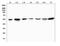 Mucin 13, Cell Surface Associated antibody, A02674-2, Boster Biological Technology, Western Blot image 