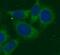 Ferritin Light Chain antibody, FNab03079, FineTest, Immunofluorescence image 