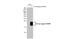 Gremlin 2, DAN Family BMP Antagonist antibody, GTX108414, GeneTex, Western Blot image 