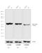 Rat IgG Isotype Control antibody, A18748, Invitrogen Antibodies, Western Blot image 