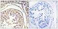 BAGE Family Member 2 antibody, abx014245, Abbexa, Western Blot image 