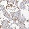 Formin Like 1 antibody, NBP1-88461, Novus Biologicals, Immunohistochemistry frozen image 