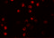 NLR Family Pyrin Domain Containing 13 antibody, 5973, ProSci, Immunofluorescence image 