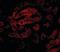 HAD antibody, orb94289, Biorbyt, Immunofluorescence image 