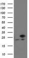 VHL Binding Protein 1 antibody, TA504915BM, Origene, Western Blot image 