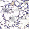 Integrator Complex Subunit 6 antibody, A6634, ABclonal Technology, Immunohistochemistry paraffin image 