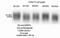 Serine And Arginine Rich Splicing Factor 4 antibody, NBP2-04144, Novus Biologicals, Western Blot image 