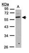 UDP-GlcNAc:BetaGal Beta-1,3-N-Acetylglucosaminyltransferase 3 antibody, orb69866, Biorbyt, Western Blot image 