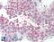 Homeobox protein Hox-D10 antibody, 46-955, ProSci, Immunohistochemistry frozen image 