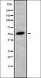 Tripartite Motif Containing 68 antibody, orb336240, Biorbyt, Western Blot image 