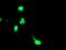 Uncharacterized protein KIAA0495 antibody, MA5-25704, Invitrogen Antibodies, Immunocytochemistry image 