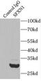 Sideroflexin 1 antibody, FNab07799, FineTest, Immunoprecipitation image 