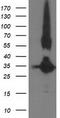 Monoglyceride Lipase antibody, TA503067, Origene, Western Blot image 