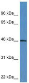 ATPase family AAA domain-containing protein 1 antibody, TA343020, Origene, Western Blot image 