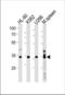 Growth Factor Independent 1B Transcriptional Repressor antibody, TA325150, Origene, Western Blot image 