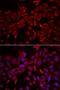Muscle LIM protein antibody, orb247500, Biorbyt, Immunofluorescence image 