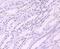 Paired amphipathic helix protein Sin3a antibody, NBP2-67146, Novus Biologicals, Immunohistochemistry paraffin image 