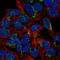 Phosphorylase Kinase Regulatory Subunit Beta antibody, HPA073380, Atlas Antibodies, Immunocytochemistry image 