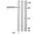 Ribosomal Protein S6 Kinase A1 antibody, AP02664PU-N, Origene, Western Blot image 