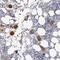 Protein Kinase Domain Containing, Cytoplasmic antibody, NBP1-80757, Novus Biologicals, Immunohistochemistry frozen image 