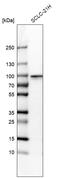 Regulatory Factor X2 antibody, HPA048969, Atlas Antibodies, Western Blot image 