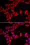 Solute Carrier Family 35 Member A2 antibody, LS-C346295, Lifespan Biosciences, Immunofluorescence image 