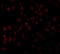 KIT Ligand antibody, A01254, Boster Biological Technology, Immunofluorescence image 