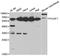 POU domain, class 2, transcription factor 1 antibody, TA332419, Origene, Western Blot image 