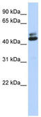 RNA Binding Fox-1 Homolog 1 antibody, TA344418, Origene, Western Blot image 