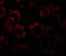 HLP antibody, NBP2-81903, Novus Biologicals, Immunofluorescence image 