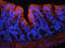 Insulin Like Growth Factor 1 antibody, orb10886, Biorbyt, Immunofluorescence image 