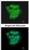 Ubiquitin Conjugating Enzyme E2 D1 antibody, NBP1-32734, Novus Biologicals, Immunofluorescence image 