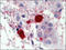 Chymase 1 antibody, AP23108PU-N, Origene, Immunohistochemistry frozen image 