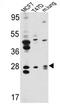 ETS-related transcription factor Elf-5 antibody, AP17320PU-N, Origene, Western Blot image 