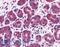 CtIP antibody, LS-B4843, Lifespan Biosciences, Immunohistochemistry frozen image 