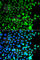 Zinc finger protein AEBP2 antibody, A7400, ABclonal Technology, Immunofluorescence image 