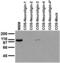 Neuroligin 3 antibody, 73-158, Antibodies Incorporated, Western Blot image 