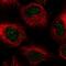 Centromere Protein B antibody, NBP2-55433, Novus Biologicals, Immunofluorescence image 