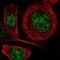 Diacylglycerol Kinase Iota antibody, NBP1-85227, Novus Biologicals, Immunofluorescence image 