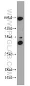 Hairy/enhancer-of-split related with YRPW motif protein 1 antibody, 19929-1-AP, Proteintech Group, Western Blot image 
